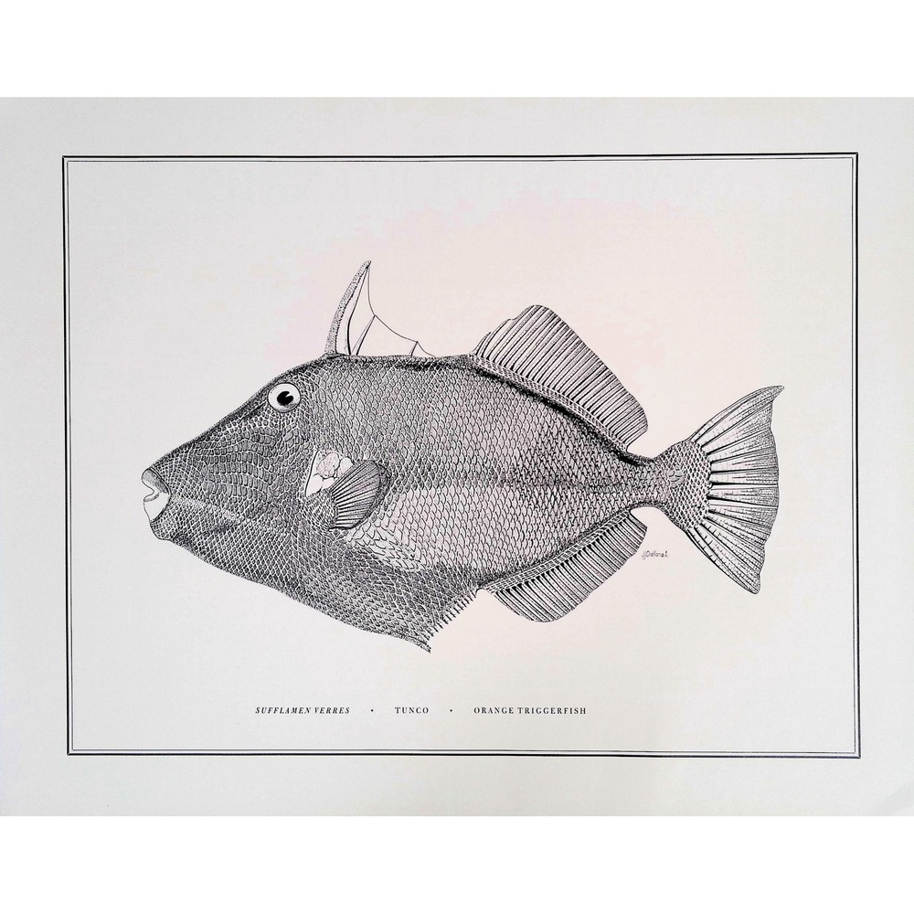1985 Orange Triggerfish Original Fish Book Plate Tropical Ocean Wall Art Print